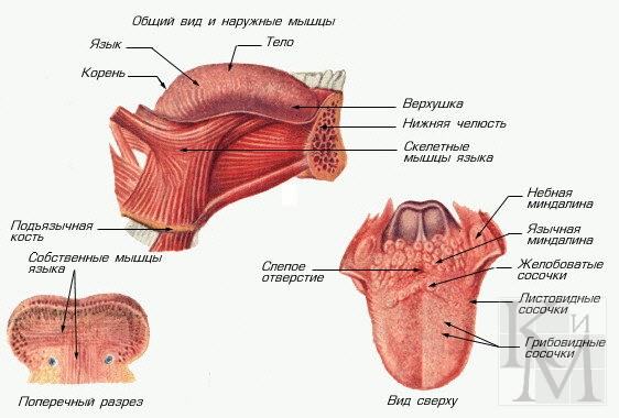 Общий вид и мышцы нормального языка